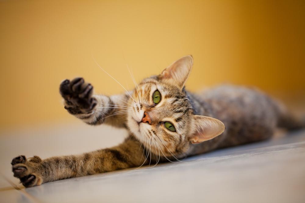 Gato, estirándose en el suelo