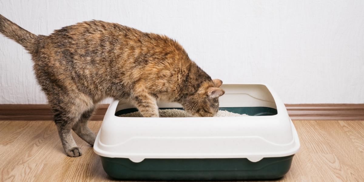 Gato doméstico de color jengibre examina la caja de arena