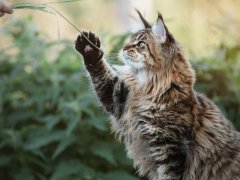 Maine Coon cat playing with its owner