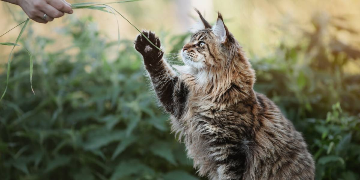 Gato Maine Coon jugando con su dueño