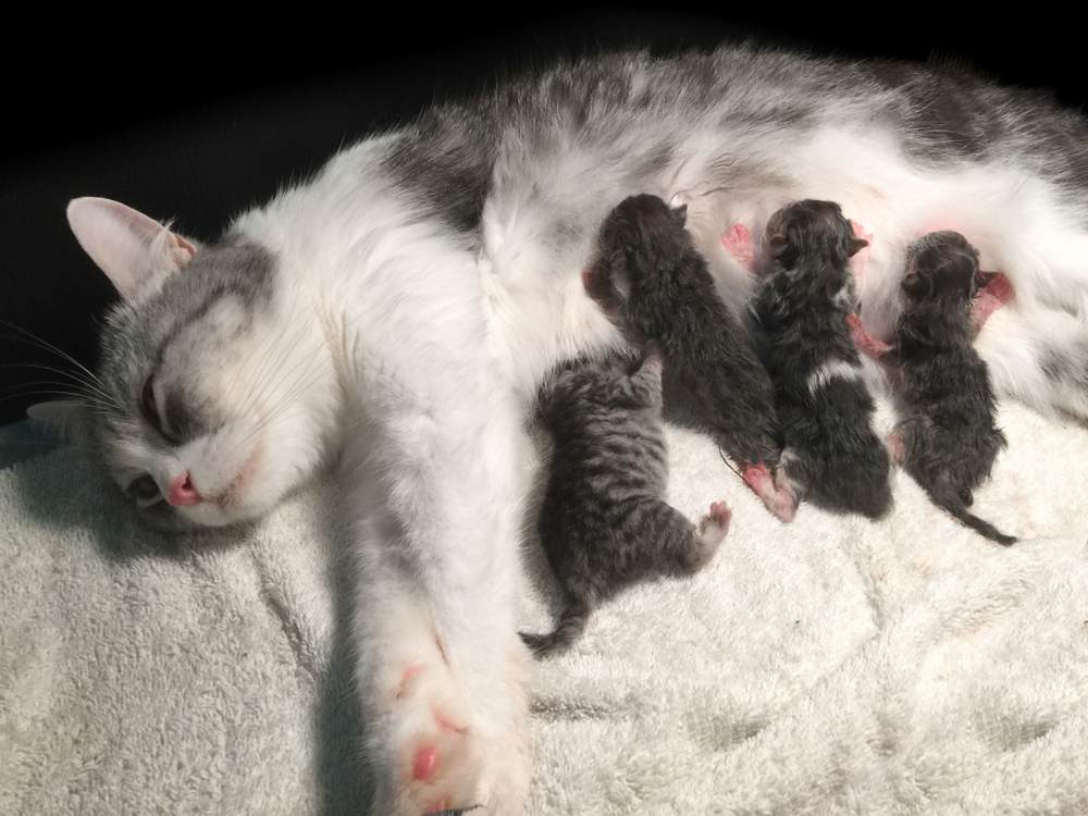 Madre gata peluda embarazada da a luz