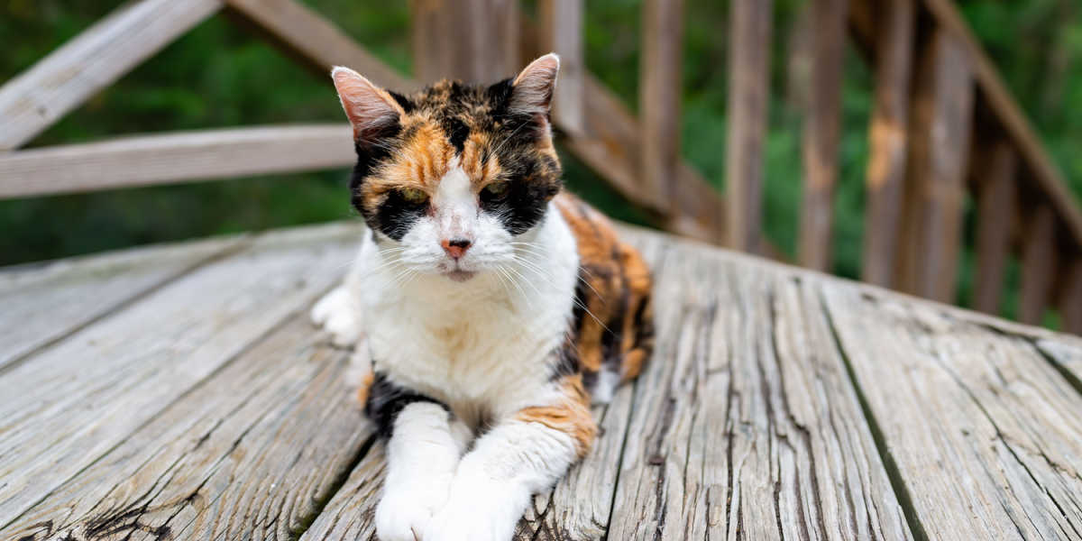 Gato calicó viejo y flaco