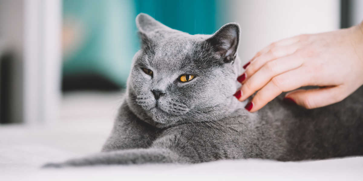 Abrigo de gato gris para acariciar