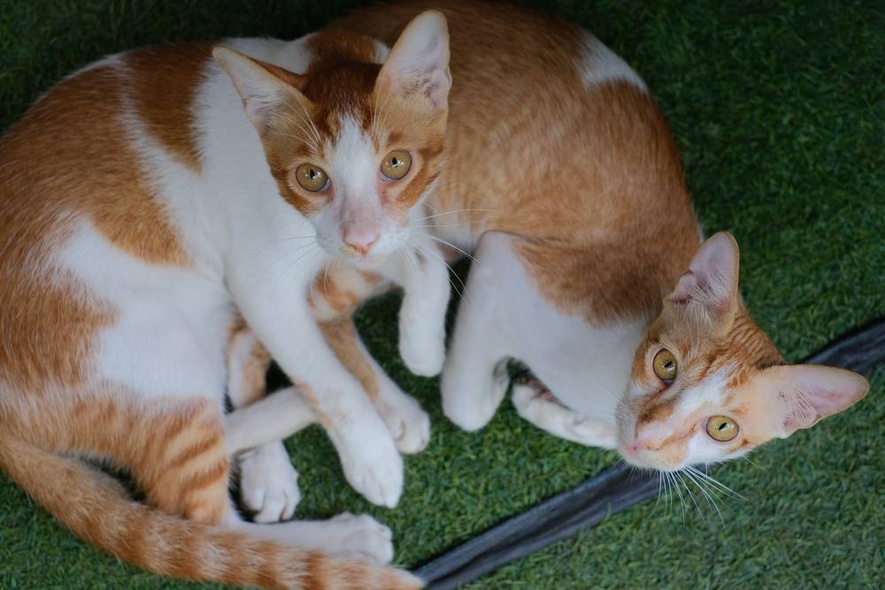 Fotografía de hermosos gatos gemelos.