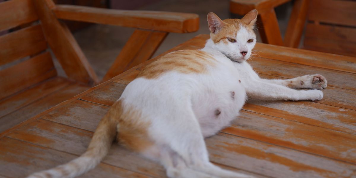 Gata embarazada tumbada al aire libre