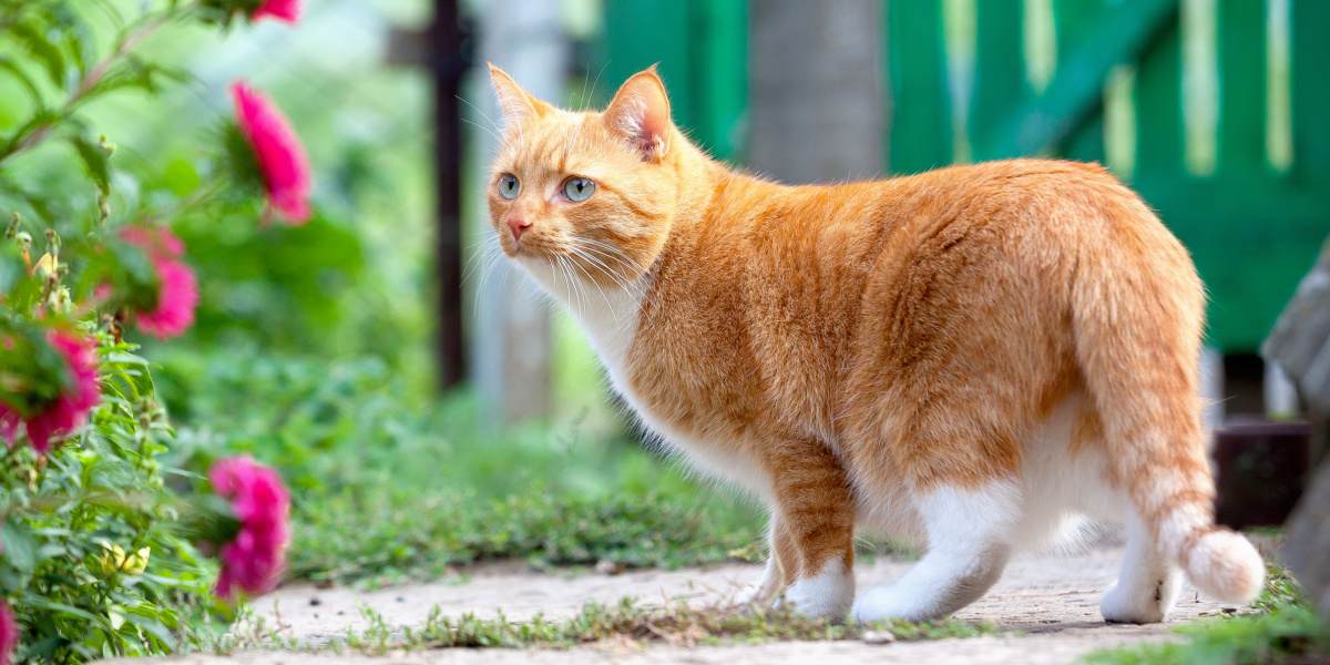 Gato rojo camina por la granja