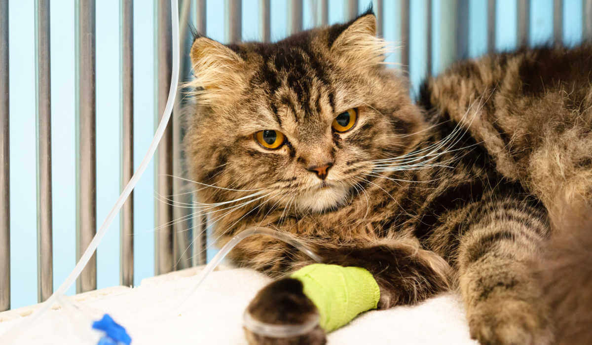 Una fotografía que muestra a un gato enfermo recibiendo terapia de líquidos por vía intravenosa (IV), resaltando la intervención médica destinada a apoyar su salud y recuperación.