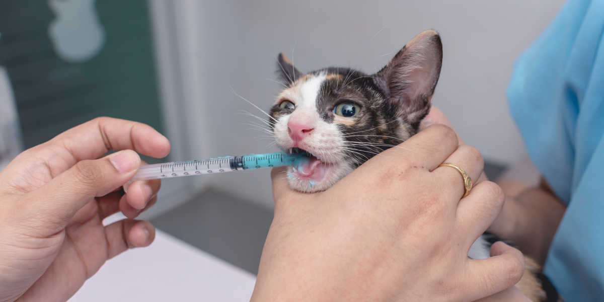 Darle medicación líquida al gatito