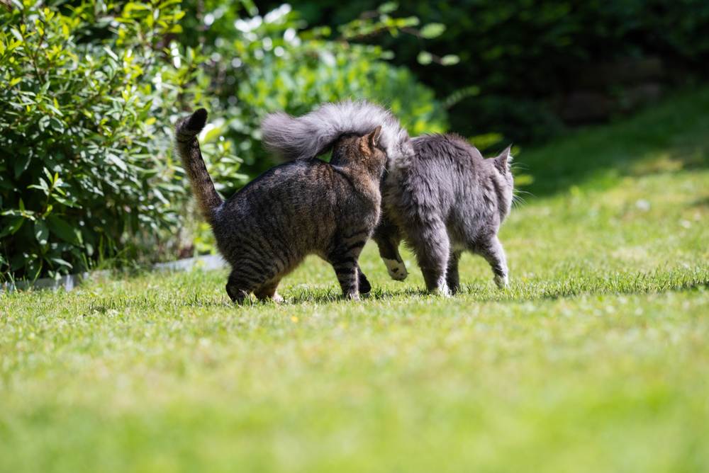 Gato atigrado oliendo el trasero de un joven Maine Coon atigrado azul