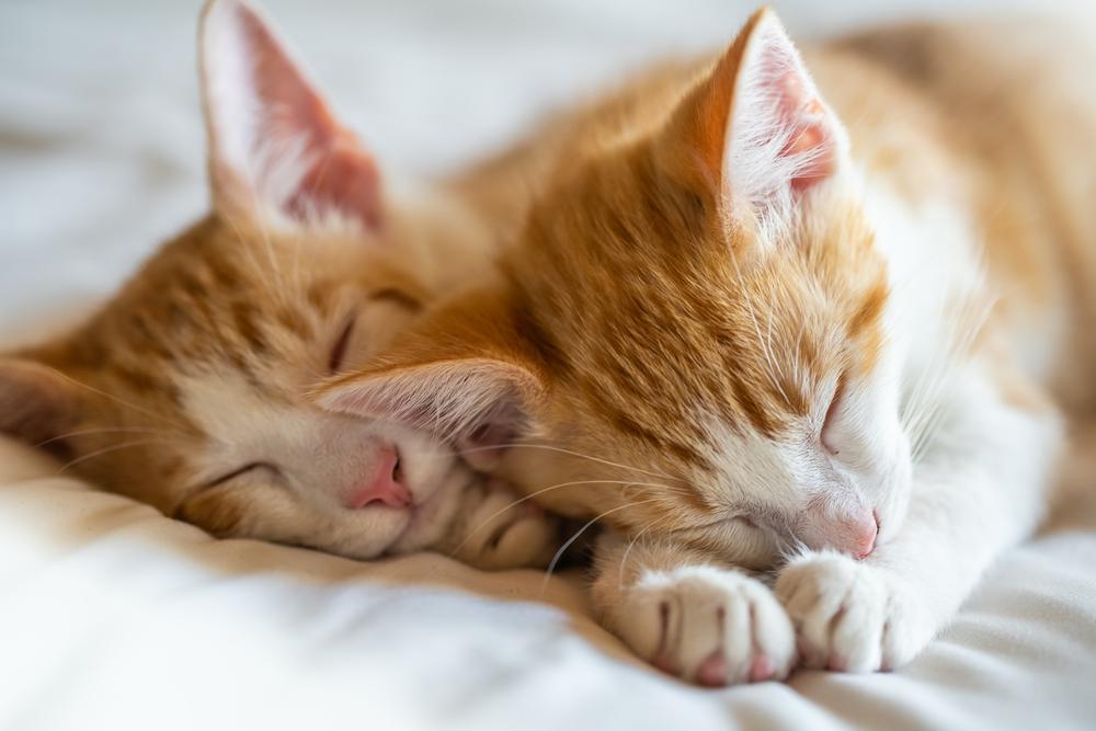 Gatitos atigrados de color naranja gemelos durmiendo