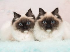 Two almost identical rag doll cats