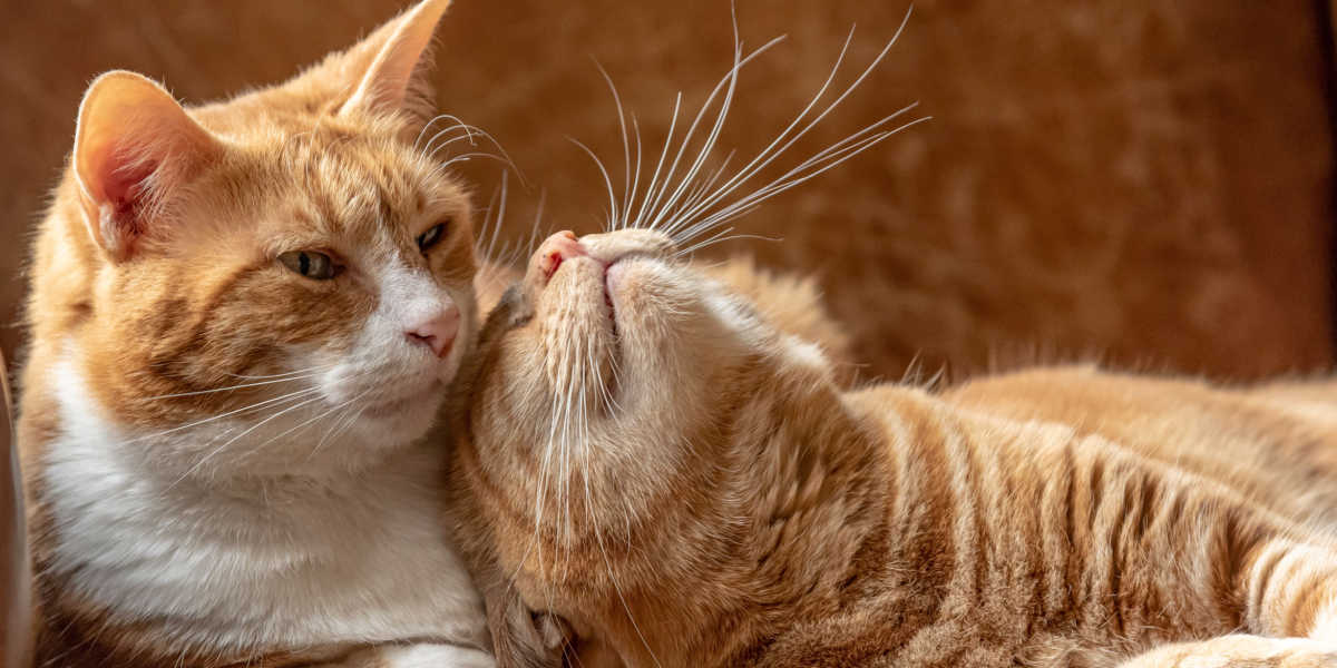 Dos gatos que se llevan bien