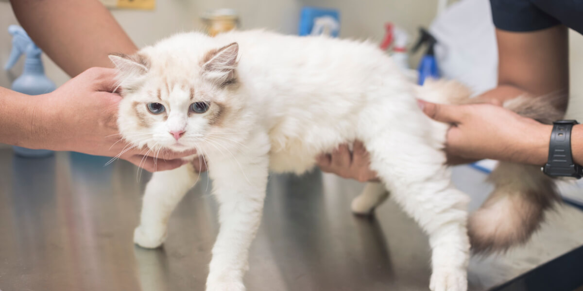 El veterinario palpa el vientre del gato y le siente el estómago.