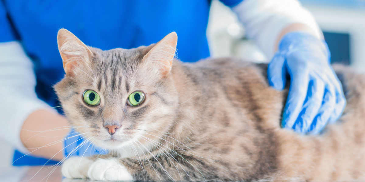 El veterinario siente y palpa al gato.