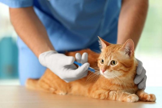 ¿Cómo ayudar a que tu gato se sienta mejor después de las vacunas?