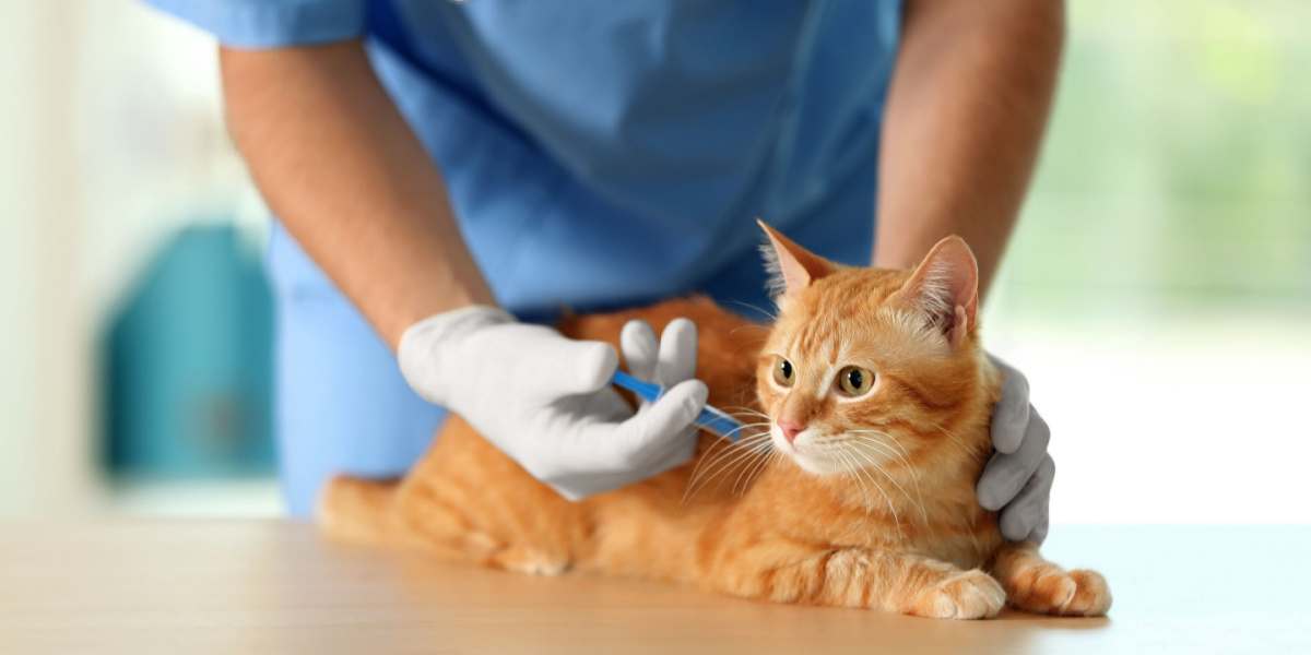 Veterinario administrando una vacuna a un gato en una clínica veterinaria, garantizando la salud y el bienestar del gato.