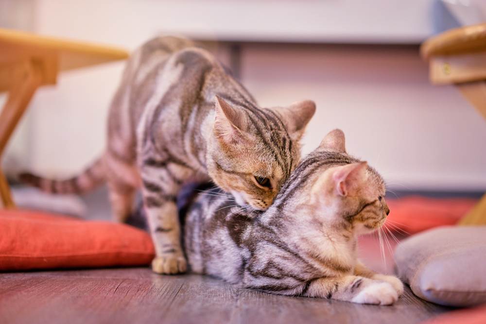 Encantadora imagen de un adorable gato olfateando a otro gato, demostrando un comportamiento felino común utilizado para la interacción social y la comunicación.