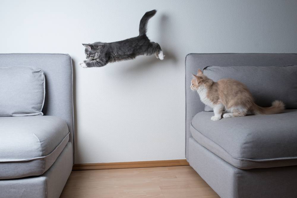 Gatito Maine Coon atigrado azul saltando de un sofá a otro