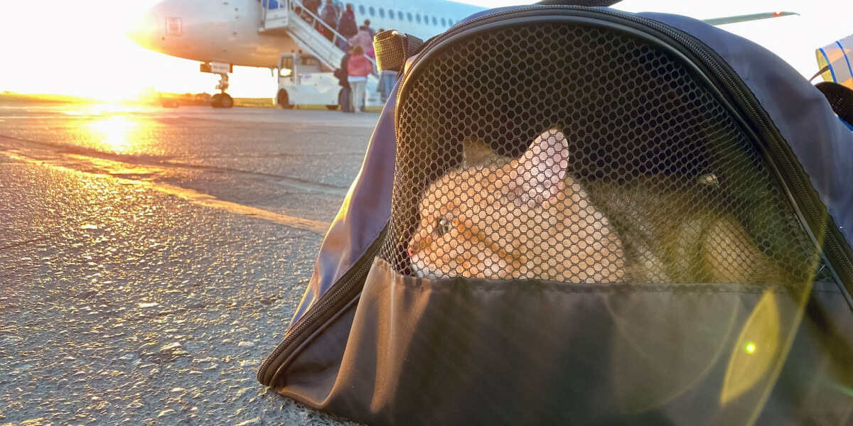 Gato en un transportín cerca de un avión