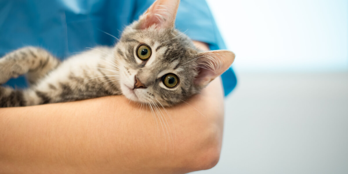 Imagen de un gato en el veterinario.