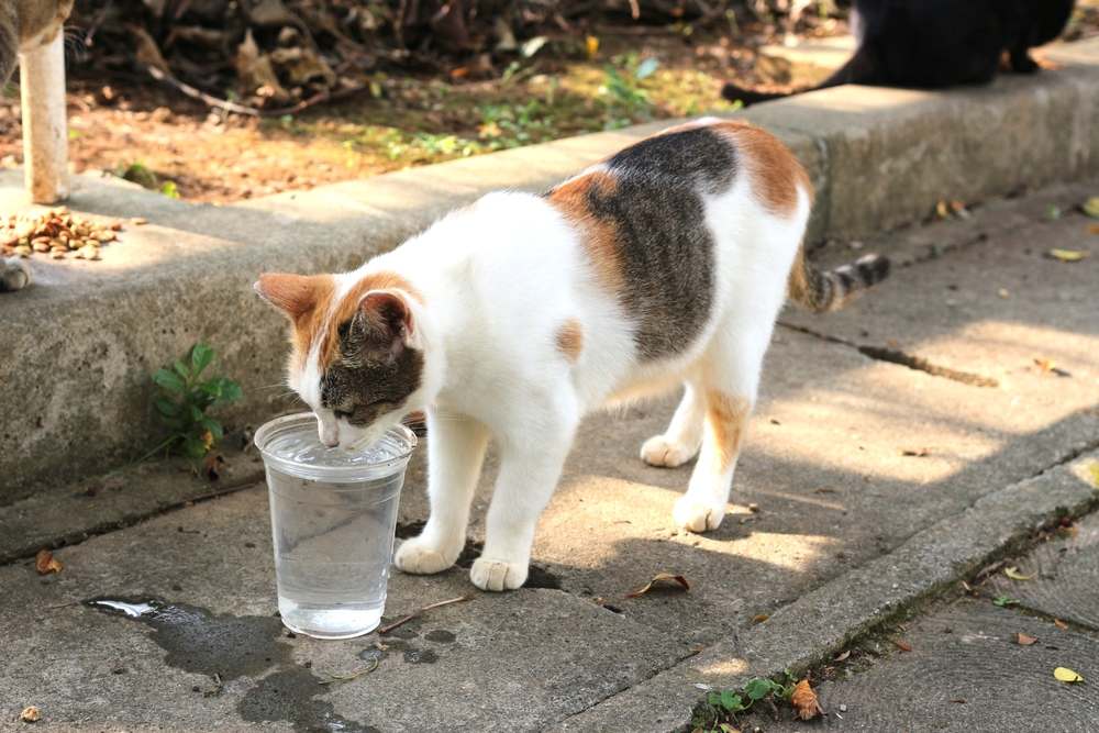 El gato bebe y come comida en el suelo.