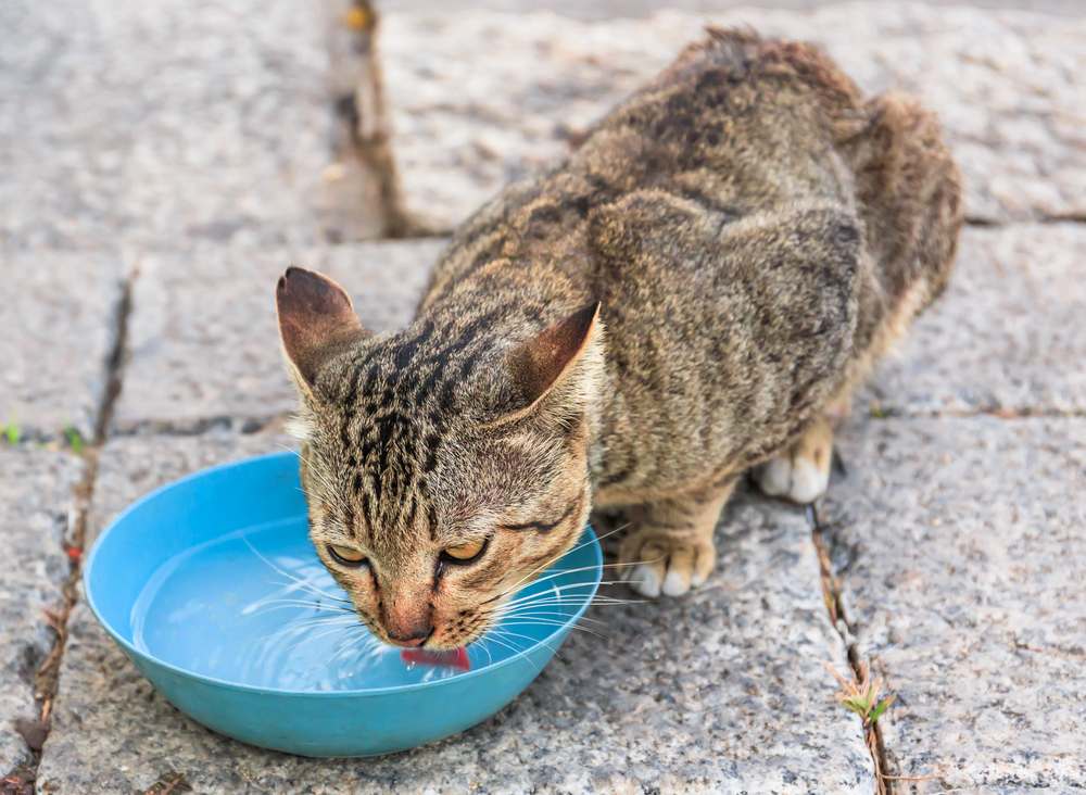 gato bebe agua