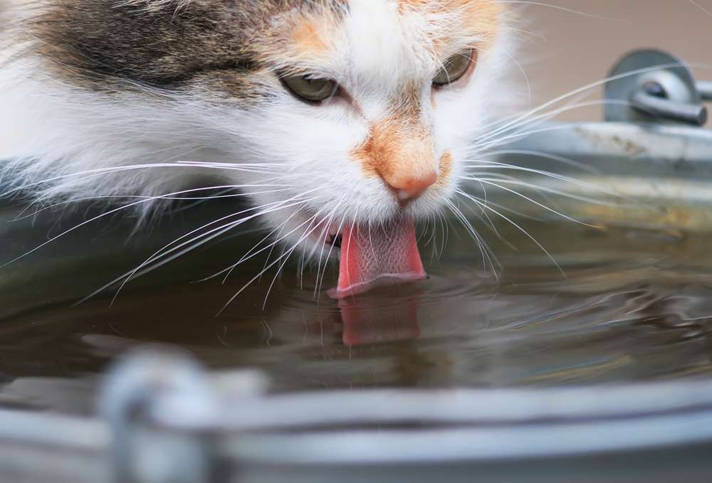 El gato bebe con entusiasmo agua del cubo de hierro.