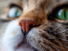 Close-up of a cat's face, showcasing its intricate details and expressive features, capturing the essence of feline beauty and curiosity.