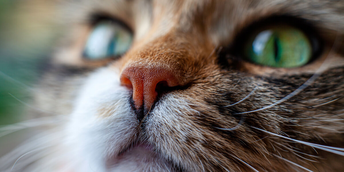 Primer plano de la cara de un gato, que muestra sus intrincados detalles y rasgos expresivos, capturando la esencia de la belleza y la curiosidad felina.