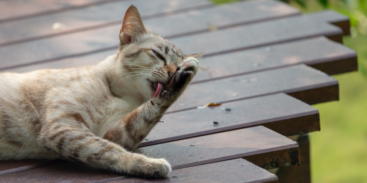 Imagen de un gato acicalándose.