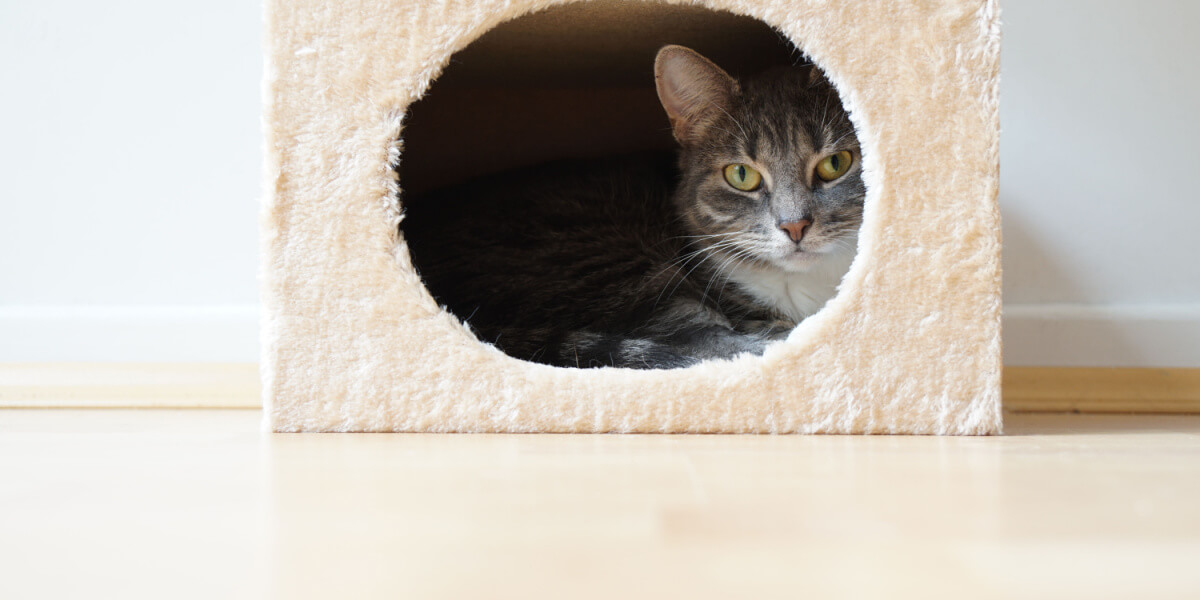 Imagen de un gato en la cama.