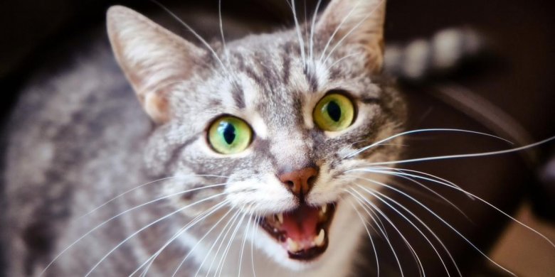 9 señales comunes de que tu gato está traumatizado y cómo ayudarlo ...
