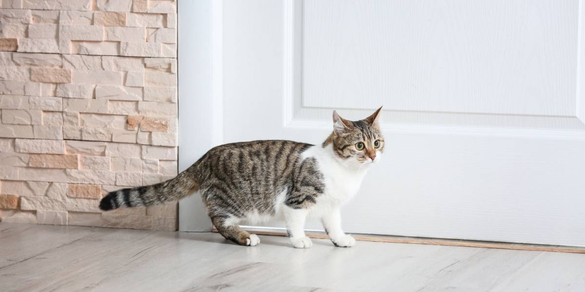 gato cerca de la puerta de casa