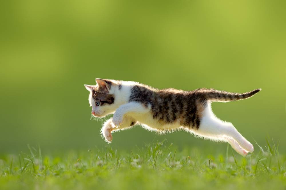 La imagen retrata una escena dinámica de un gato en pleno ataque.