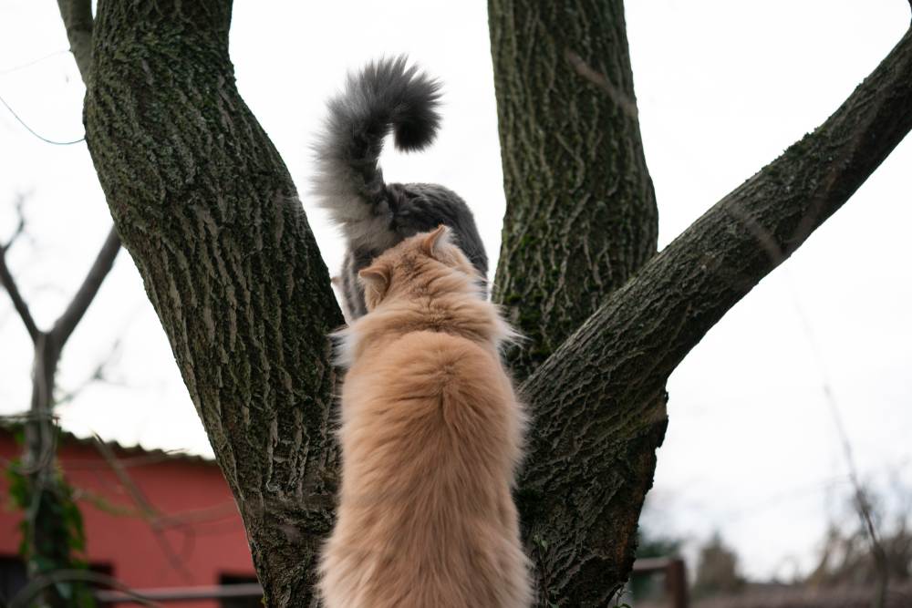 Gato oliendo el trasero de otro gato al aire libre