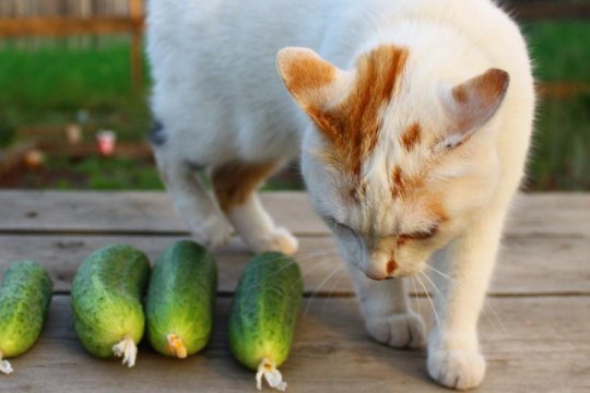 ¿Por qué los gatos odian los pepinos?