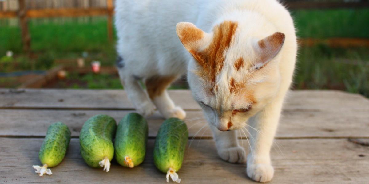 gato oliendo pepinos