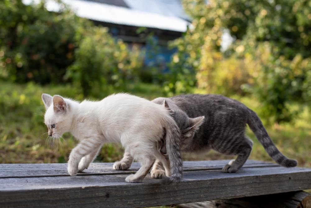 Imagen que captura a un gato curioso investigando olores, usando su agudo sentido del olfato para explorar sus alrededores.