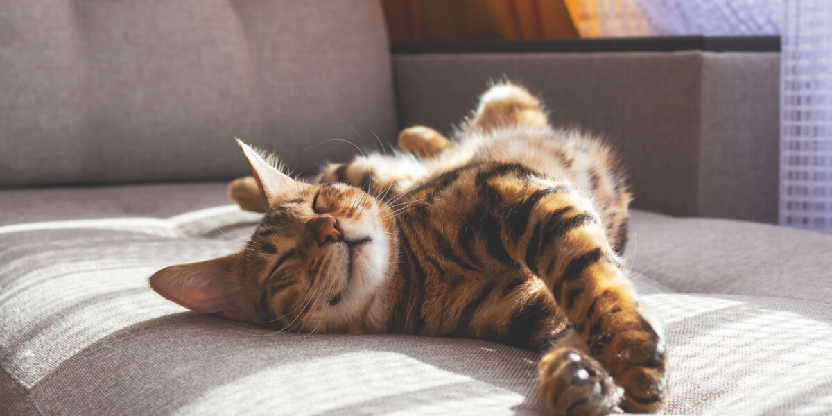 Un gato atigrado de color naranja disfrutando de la cálida luz del sol, descansando en el alféizar de una ventana con los ojos cerrados y una expresión de satisfacción.