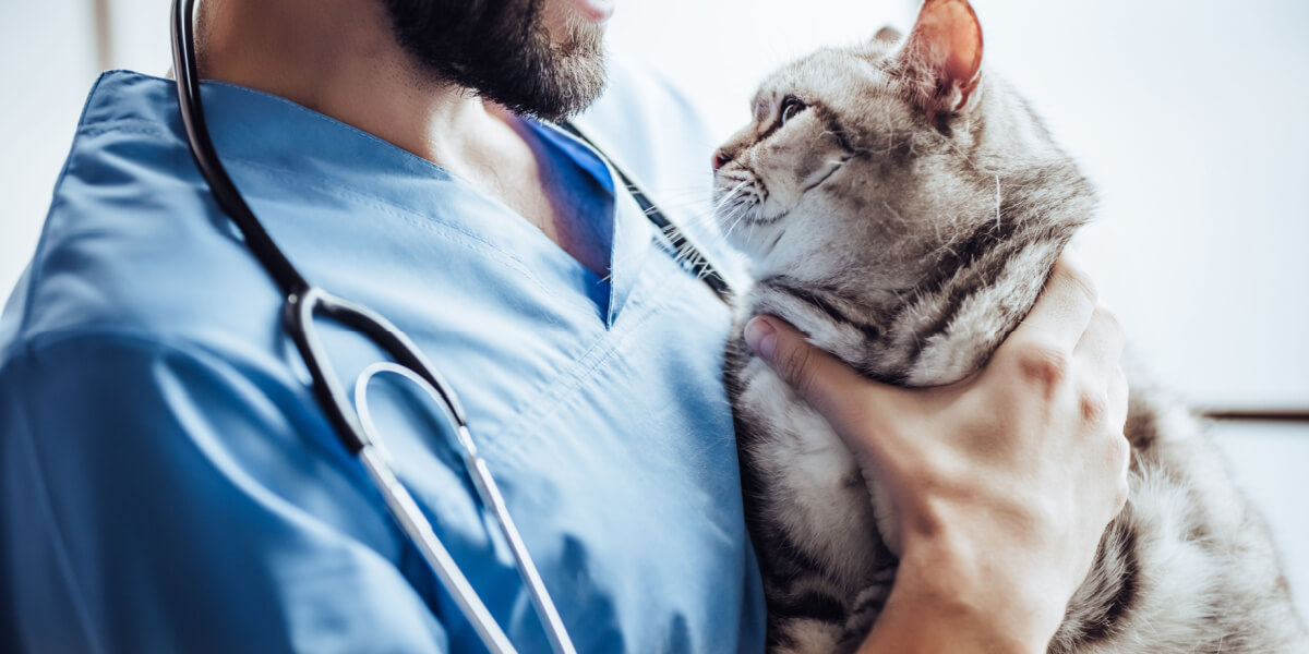 Imagen que retrata a un gato en el consultorio del veterinario, resaltando la importancia de los controles regulares y la atención médica para mantener la salud y el bienestar de un felino.