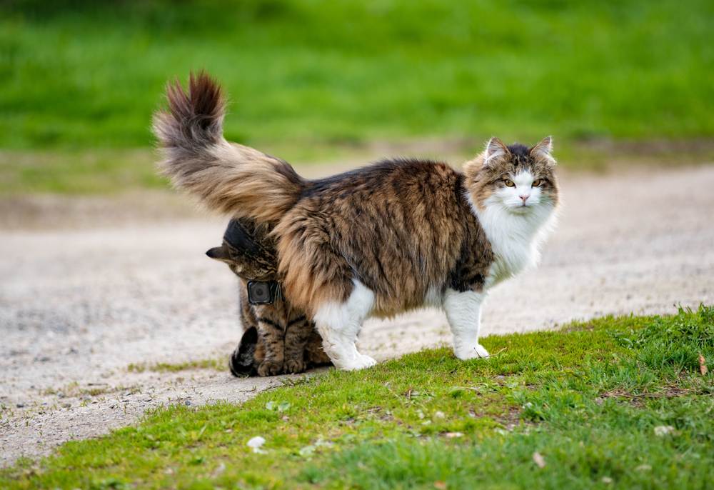 Imagen de un gato que lleva una cámara de acción y captura una perspectiva única mientras olfatea a otro gato, mostrando las interacciones sociales felinas de una manera innovadora.