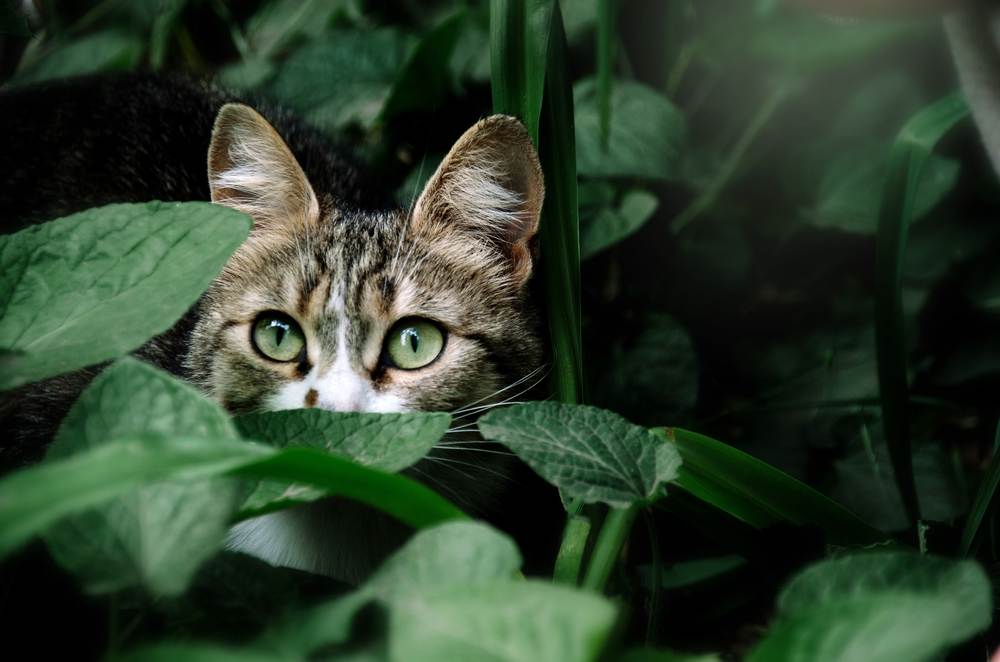 Un gato con ojos verdes se esconde entre las hojas verdes del jardín.