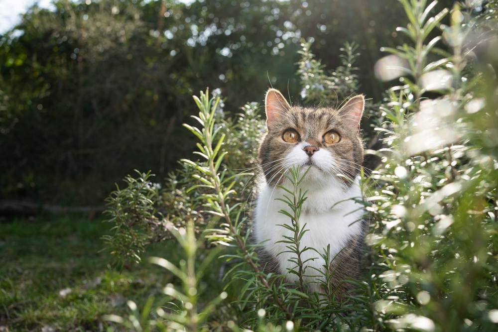 Lindo gato parado en un arbusto de romero