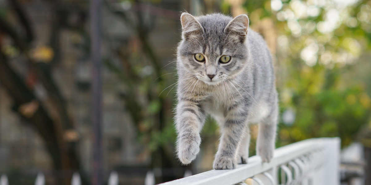 gato caminando sobre la valla