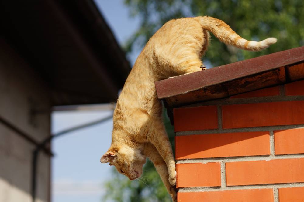 El gato pelirrojo está listo para saltar desde el techo rural.