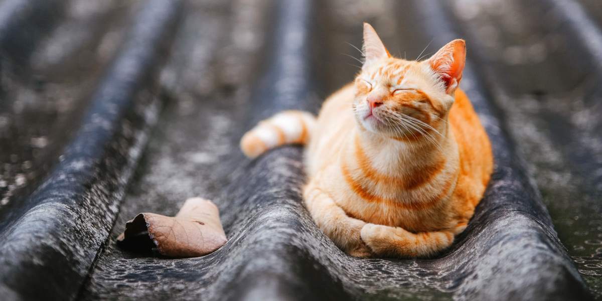 Gato pelirrojo tumbado en el tejado