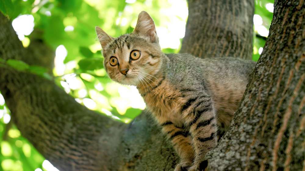 Gato gris sentado en la copa de un árbol en el jardín