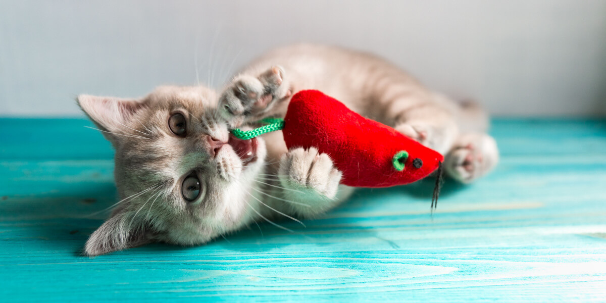 Gatito jugando con juguete