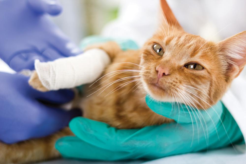 Pequeño gato con la pata rota