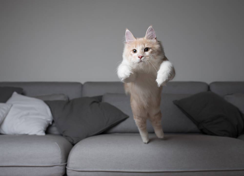 Gato Maine Coon a punto de saltar sobre el sofá gris